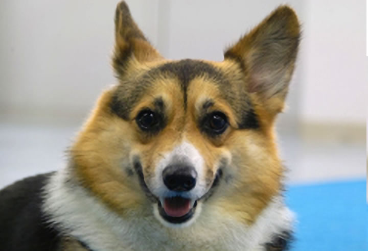 賛助会員-法人様